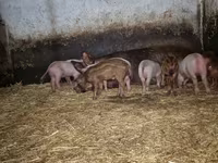 Babi betina, Pigs — foto 5