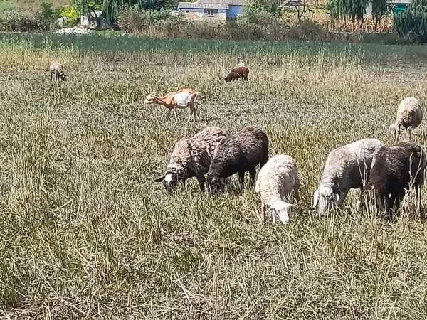 Kambing betina, Romanov sheep
