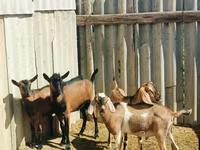 Buk, Nubian Goat — foto 1
