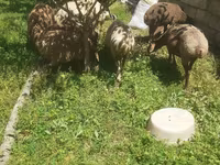 Ovce, Karakul sheep — foto 1