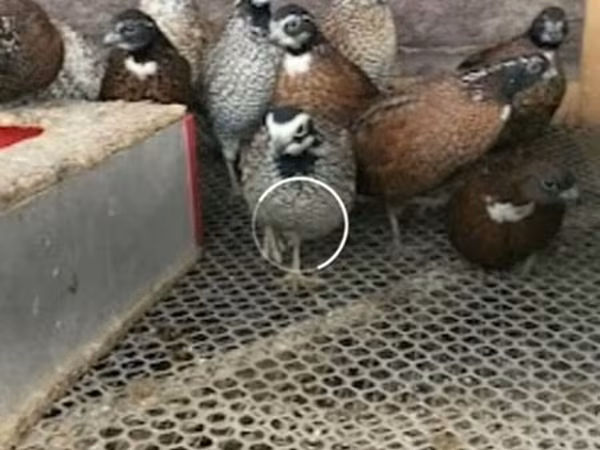 Guinea fowl