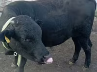 Býk, Swiss cattle — foto 2