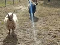 Baran, Racka sheep — zdjęcie 4