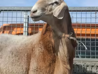 Widder, Edilbay sheep — Foto 1