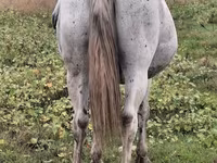 ሴት ፈረስ, Horses — ፎቶ 4