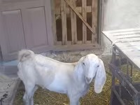 Jarac, Beetal goats — fotografija 8