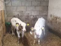 Ցուլ, Simmental cattle — լուսանկար 3