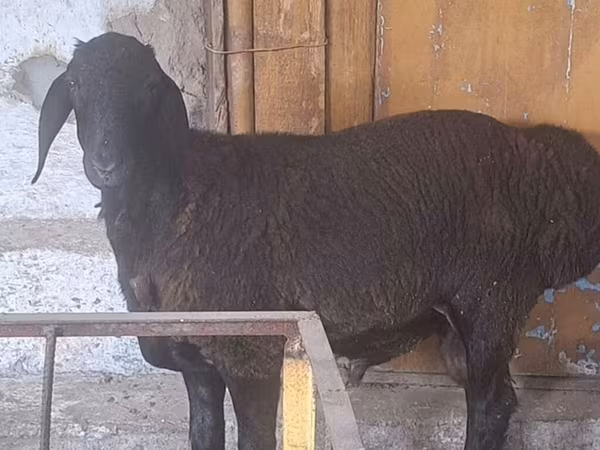Ram, Arashan sheep — Kyrgyzstan