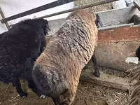Ovce, Blackheaded Persian sheep — foto 4
