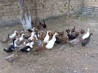 Německý pekin — foto 4