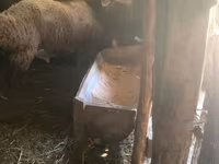 Beran, Rhon sheep — foto 4