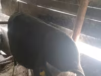 گاو نر, گاو — عکس 4