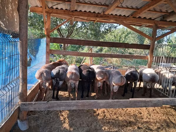 Ram, Sheep — Kyrgyzstan