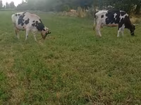 Krava, Holštýnské plemeno — foto 1