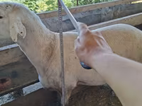 بھیڑیں (گروپ، جنس مذکور نہیں), بھیڑیں — تصویر 3