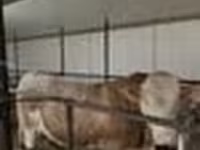 Tyre, Simmental cattle — foto 6