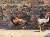 Chickens — عکس 2