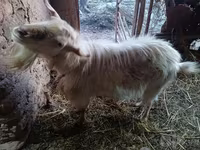 Kambing jantan, Goats — foto 2