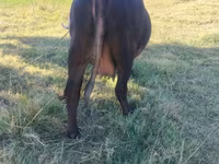 Ko, Simmental cattle — foto 3