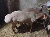 雄羊, Arashan sheep — 写真 4