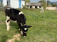 Kuh, Russian Black pied cattle — Foto 3