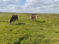 Бух, Simmental cattle — 8 зураг