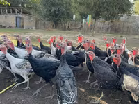 Turkeys — foto 1