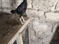 Chickens — zdjęcie 2
