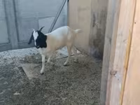 Коза, Nubian Goat — фото 4
