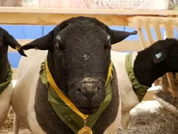 Beran, Dorper sheep — foto 4
