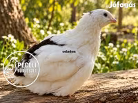 Quails — عکس 3