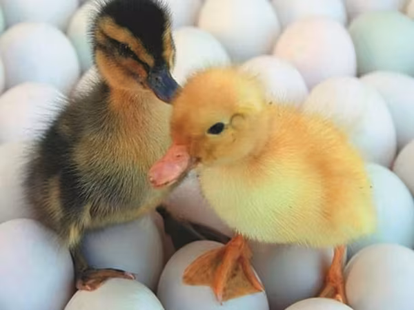 Ducks