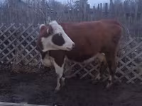 Krowa, Latvian Blue cattle — zdjęcie 2