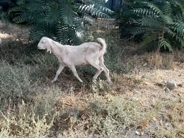 Koza, Nubian Goat