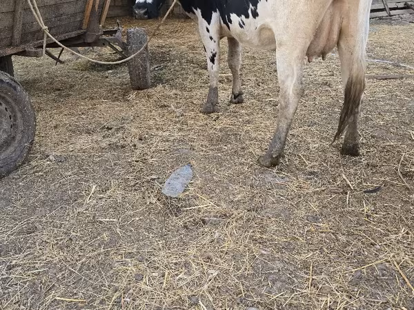 Koe, Russian Black pied cattle