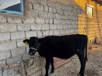 Buqa, Qoramol — 6-rasm