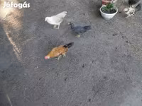 Chickens — รูปภาพ 4