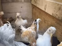 Chickens — photo 2
