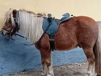 اسب نر, Shetland Pony — عکس 2