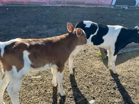 Bou, Russian Black pied cattle — foto 3