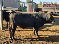 Bulle, Aberdeen-Angus — Foto 2