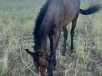 Айғыр, Thoroughbred horse — 4-сурет