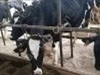 Tehén, Swiss cattle — 3. fotó