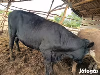 Bik, Simmental cattle — fotografija 4
