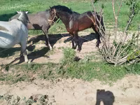 اسب نر, اسب — عکس 4