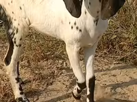 Echki, Echkilar — 1-rasm