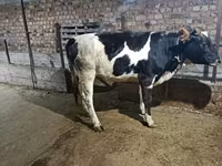 Kuh, Russian Black pied cattle — Foto 2