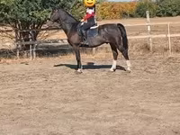 Kůň, Dutch warmblood horse — foto 4