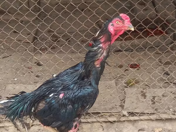 Chickens — უზბეკეთი