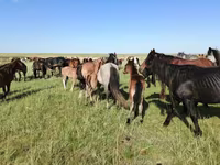 კვიცი, Kazakh horse — ფოტო 8